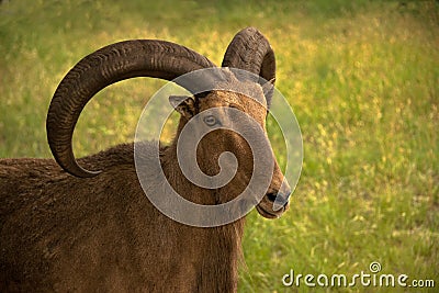 Aoudad ram sheep has large thick curved horns. Stock Photo