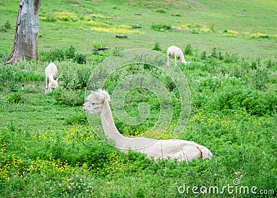 Apacas in pasture Stock Photo