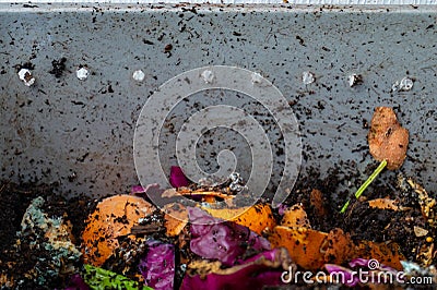 Apartment vermiculture compost with rotting food in a plastic bin with breathing holes Stock Photo