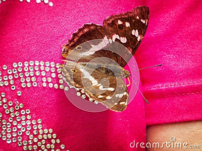 Apatura iris on pink shirt Stock Photo