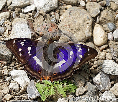 Apature iris/purple emperor Stock Photo