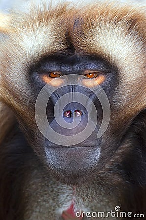 Ape Stock Photo