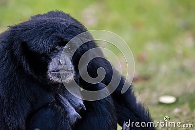 Ape called Siamang an arboreal black furred native to the forests in Indonesia Stock Photo