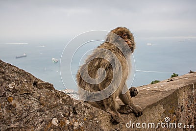 Ape of Gibraltar Stock Photo