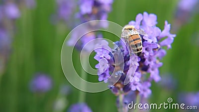 Ape sul fiore della lavanda Ape sul fiore della lavanda