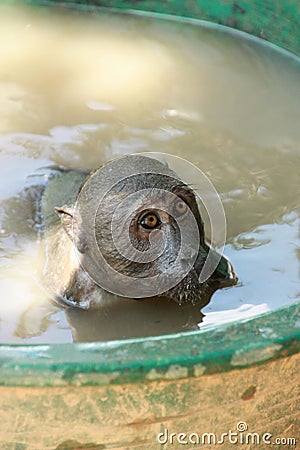 Ape taking a refreshing bath Stock Photo