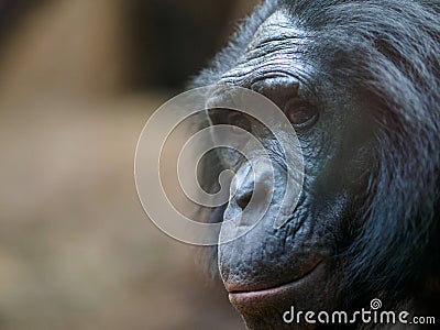 Ape in zoo Stock Photo