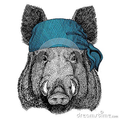 Aper, boar, hog, hog, wild boar Wild animal wearing bandana or kerchief or bandanna Image for Pirate Seaman Sailor Biker Stock Photo