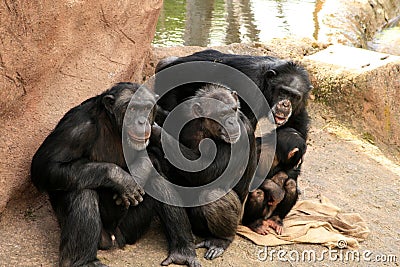 Apes Stock Photo