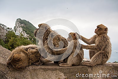 Apes of Gibraltar Stock Photo