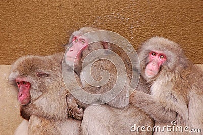 apes holding eachother Stock Photo