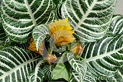 Aphelandra in nursery Stock Photo