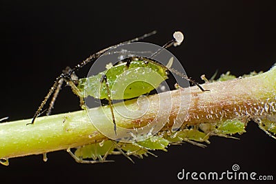 Aphid Stock Photo