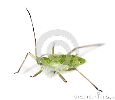 Aphid Stock Photo