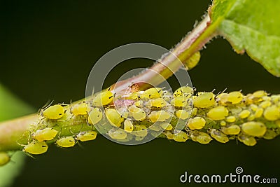 Aphid Infestation Stock Photo