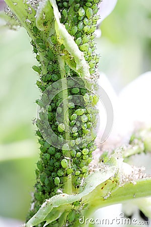 Aphid infestation of garden plant Stock Photo