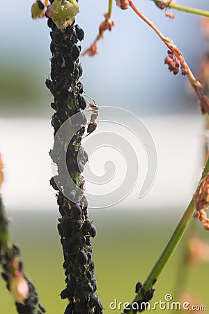 Aphid infestation of garden plants. Stock Photo