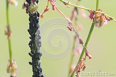 Aphid infestation of garden plants. Stock Photo