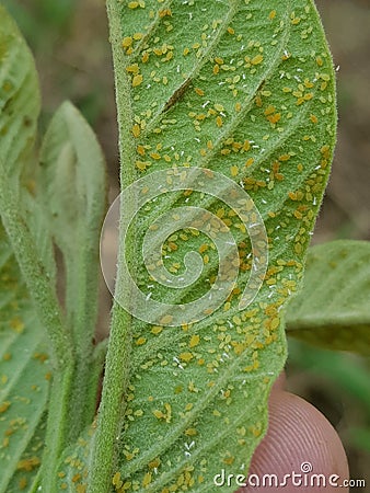 Guava aphid injure on young guava leaf In Viet Nam. Stock Photo