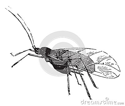 Aphid and its larvae, vintage engraving Vector Illustration