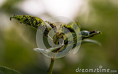 Aphides on green cherry leaves close up macro shot Stock Photo