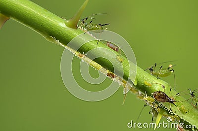 Aphids on a branch, orchard, garden insects, rose Stock Photo