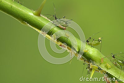 Aphids on a branch, orchard, garden insects, Stock Photo