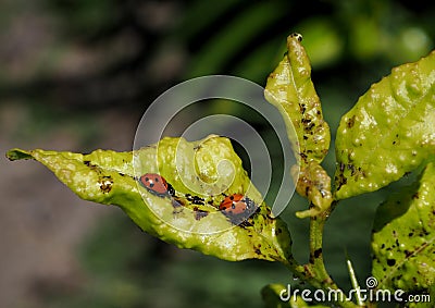 Aphids on a young citrus tree Stock Photo