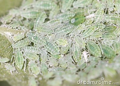 Aphids on a green leaf. close Stock Photo
