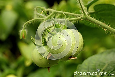 Aphids on the green tomato Stock Photo