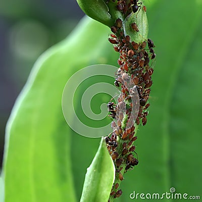 Aphids on the hosta stalk. Parasitic insects suck sap from plants. Ants guard their aphids. Stock Photo