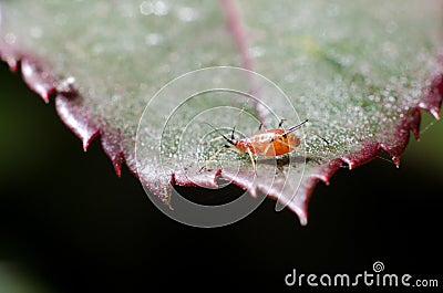 Aphids on a plant Stock Photo