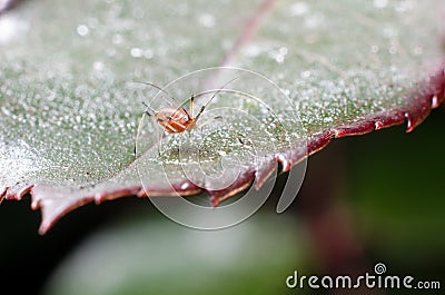 Aphids on a plant Stock Photo