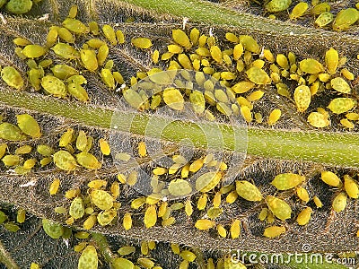 Aphids plant lice, greenfly, blackfly or whitefly Stock Photo