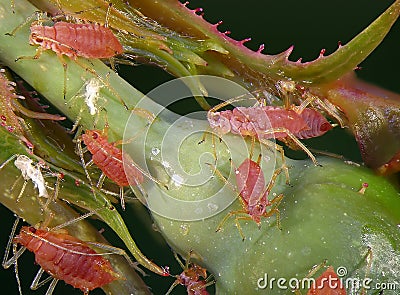 Aphids plant lice, greenfly, blackfly or whitefly Stock Photo