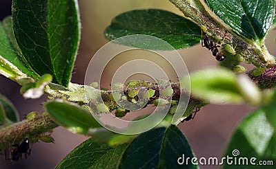 Aphids suck the sap from plants. Ants guard their aphids. Stock Photo