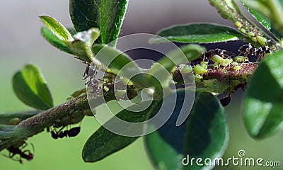Aphids suck the sap from plants. Ants guard their aphids. Stock Photo