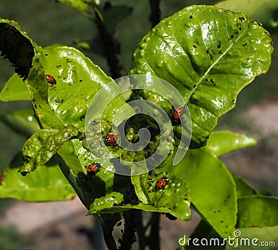 Aphids on a young citrus tree Stock Photo