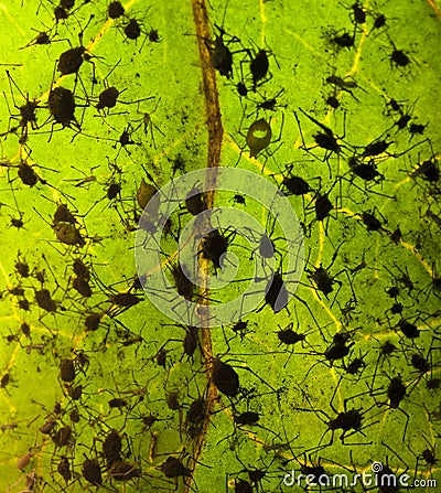 Aphis infection on leaf Stock Photo