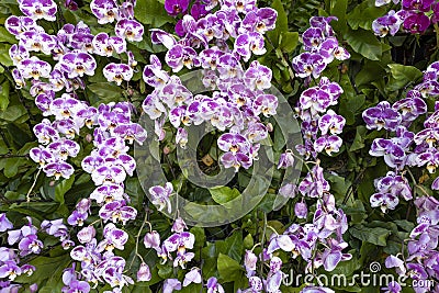 Aphrodite's Phalaenopsis, blooming orchid flower commonly known as the moon orchid in purple and white colour Stock Photo