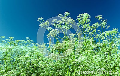 Apiaceae Umbelliferae Stock Photo
