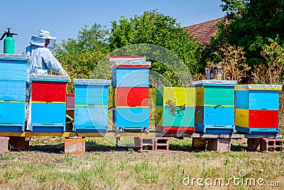 Apiarist, beekeeper is harvesting honey, vintage Stock Photo