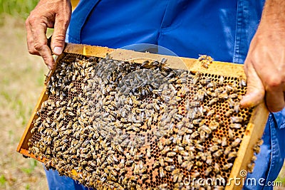 Apiarist, beekeeper is holding barehanded honeycomb with bees Stock Photo