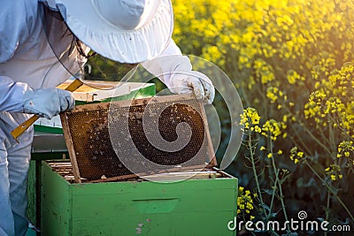 Apiarist checking the hives Stock Photo