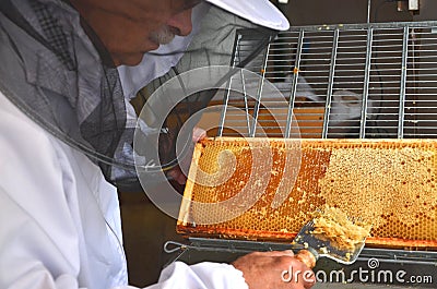 Apiarist detaching honeycomb during honey harvest Stock Photo