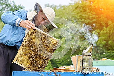 Apiary. The beekeeper works with bees near the hives. Apiculture. Stock Photo