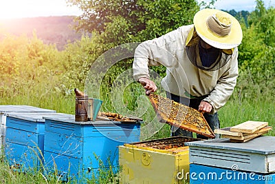 Apiary. The beekeeper works with bees near the hives. Apiculture. Stock Photo