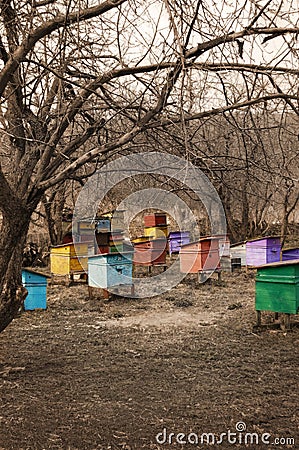 Apiary in Lipetsk area Stock Photo