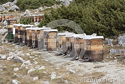 Apiary. Old wooden hives stand on the edge of the spring forest. Ecologically clean beekeeping. Wooden beehive and bees photo Stock Photo