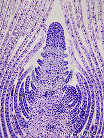 Apical meristem, terminal bud Stock Photo